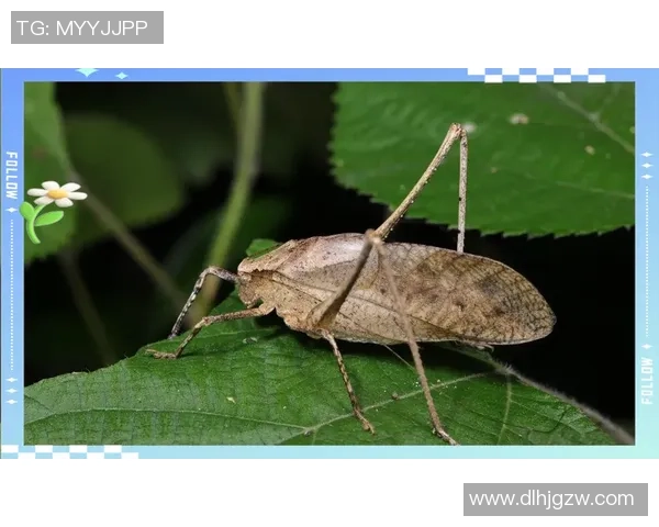 亚当斯的探索之旅：揭示人类智慧与自然和谐共生的奥秘